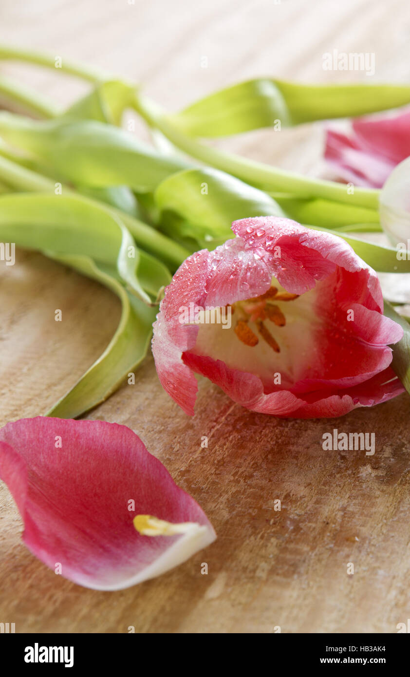 Bouquet de belles tulipes roses . Banque D'Images