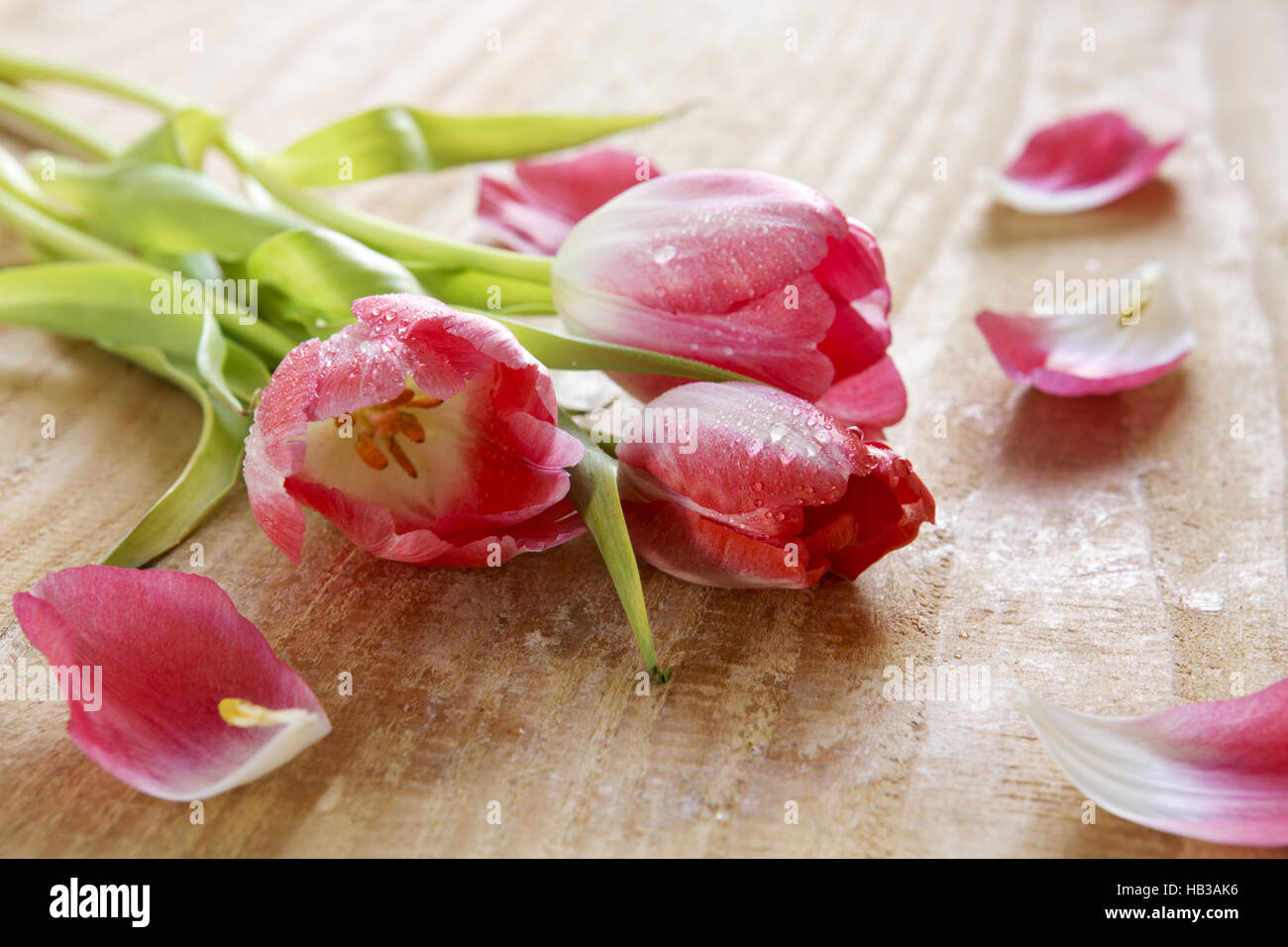 Bouquet de belles tulipes roses . Banque D'Images