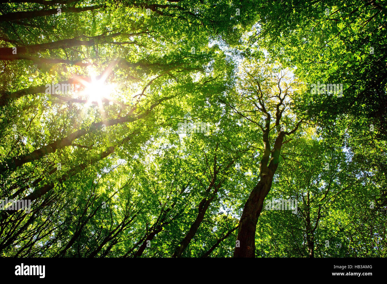 La lumière du soleil dans la forêt verte. Banque D'Images