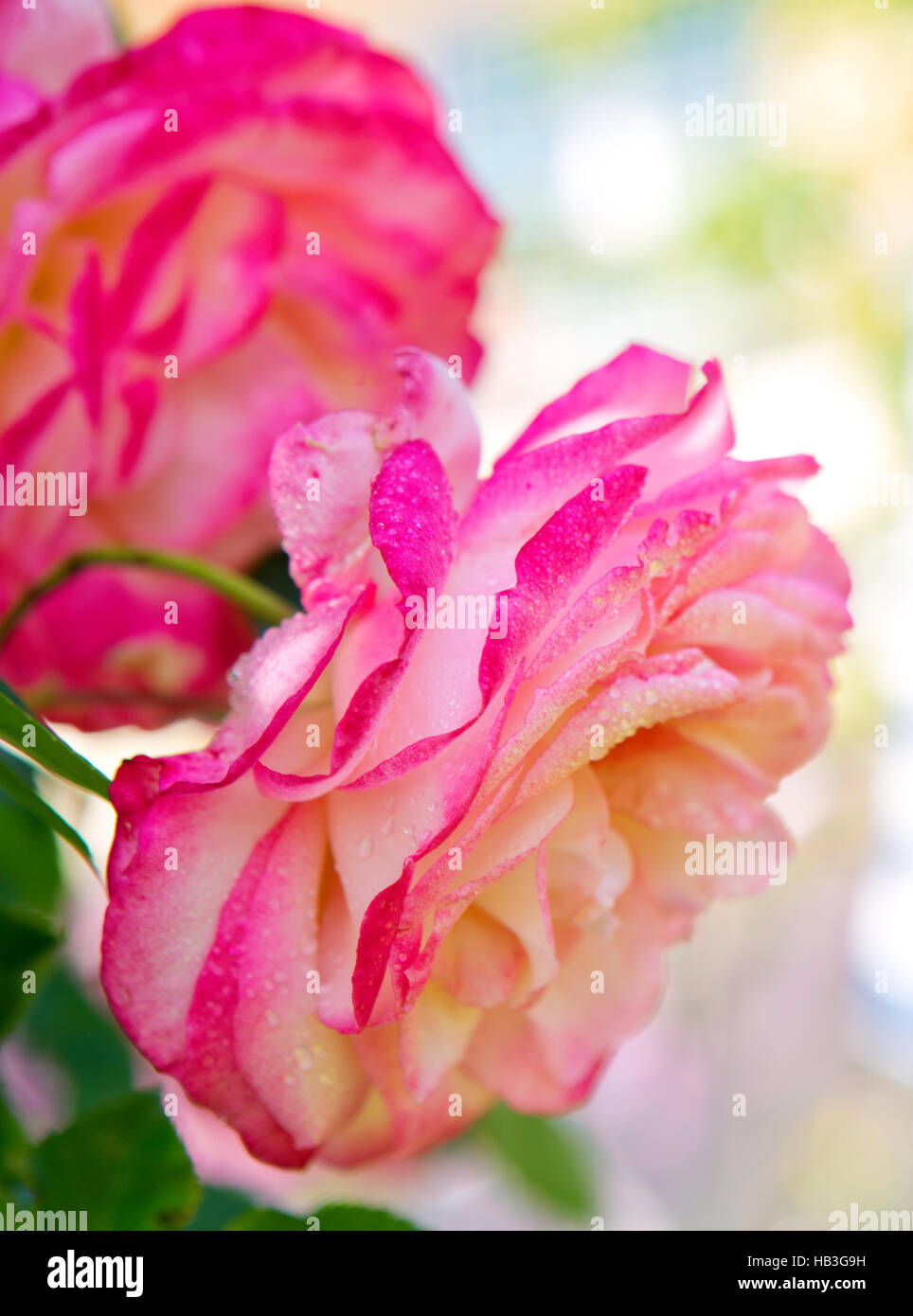 Rose rose qui fleurit dans le jardin. Banque D'Images