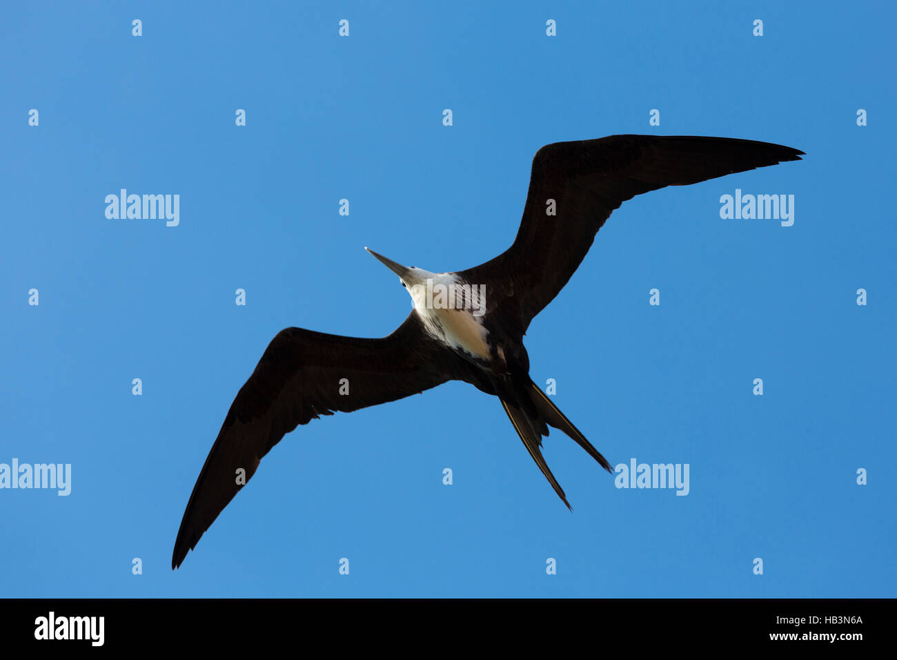 Grand oiseau volant dans le ciel bleu de la Guajira, Colombie Banque D'Images
