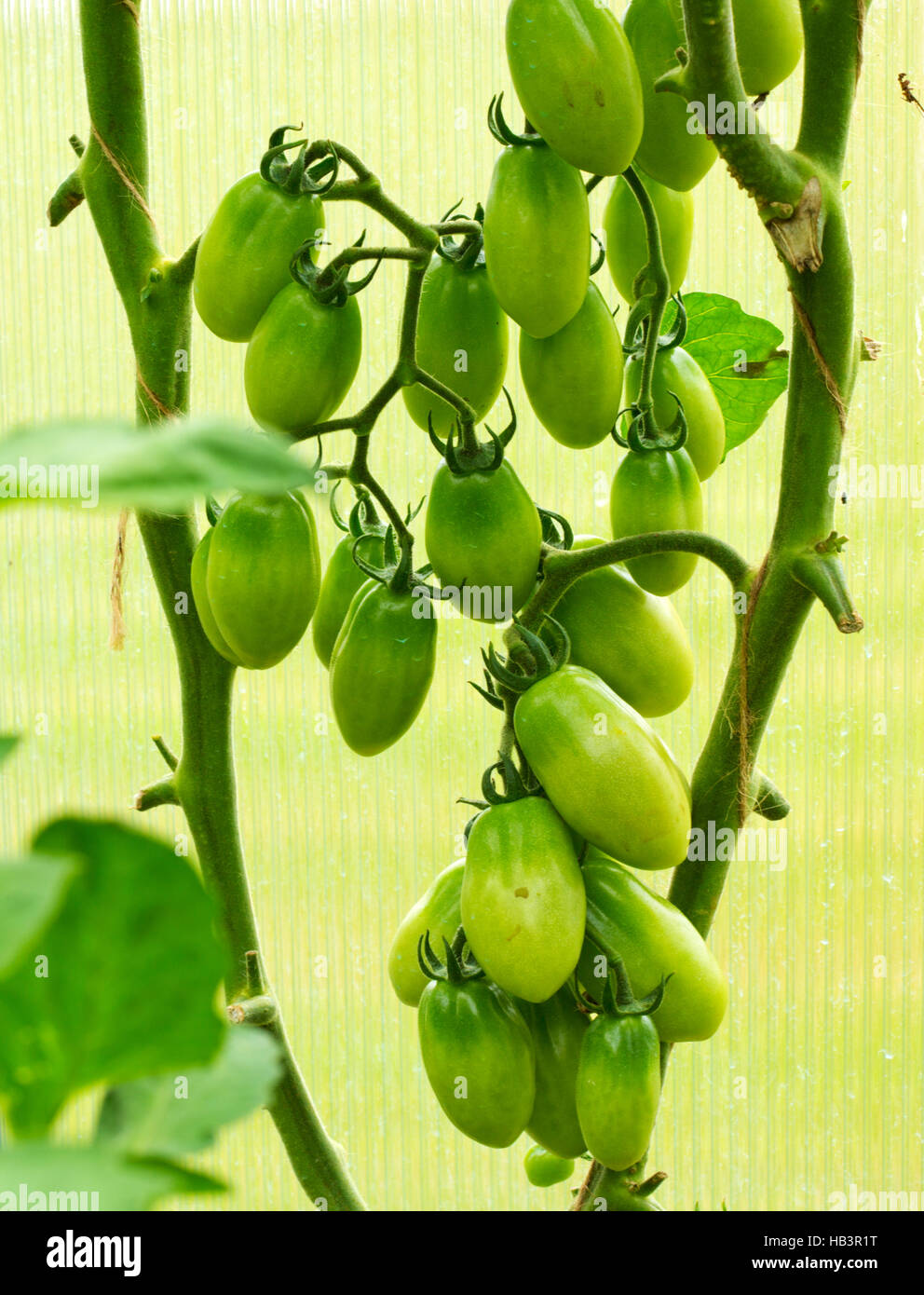 Tomates mûres jardin vert . Banque D'Images
