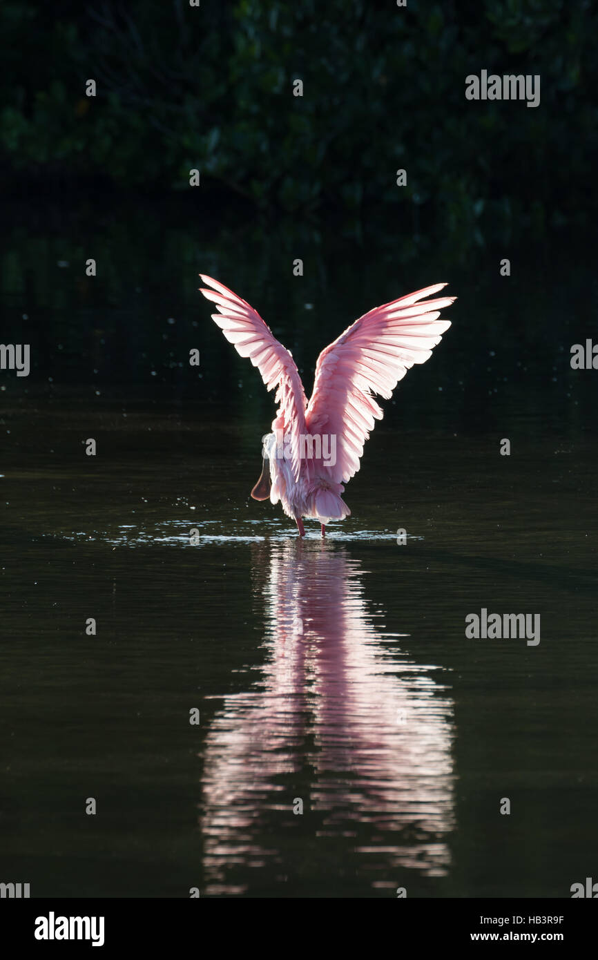 Roseate Spoonbill (Platalea ajaja) dans l'heure d'or, J.N. ''Ding'' Darling National Wildlife Refuge, Sanibel Island, Floride Banque D'Images