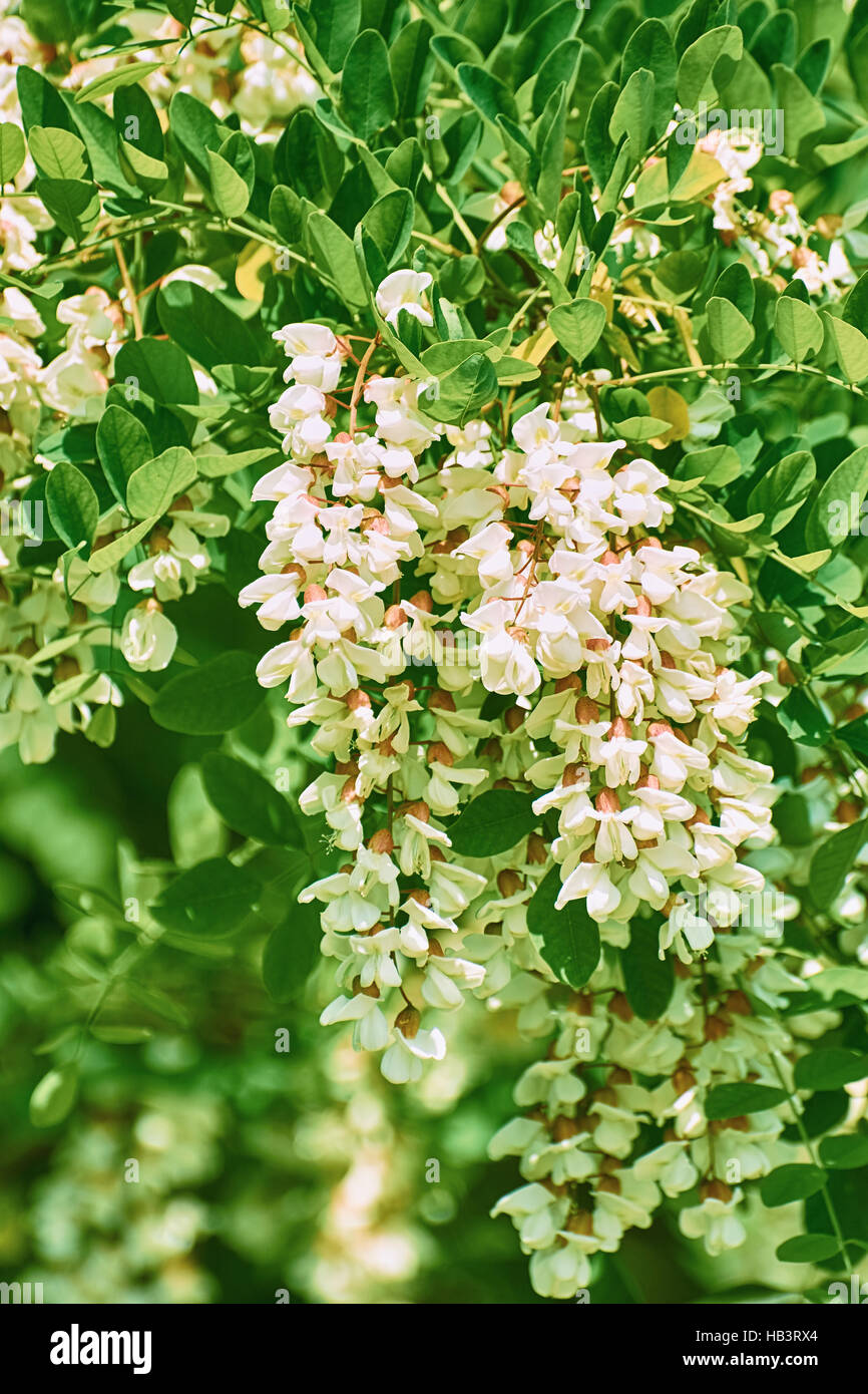Fleurs blanches de Wisteria Banque D'Images
