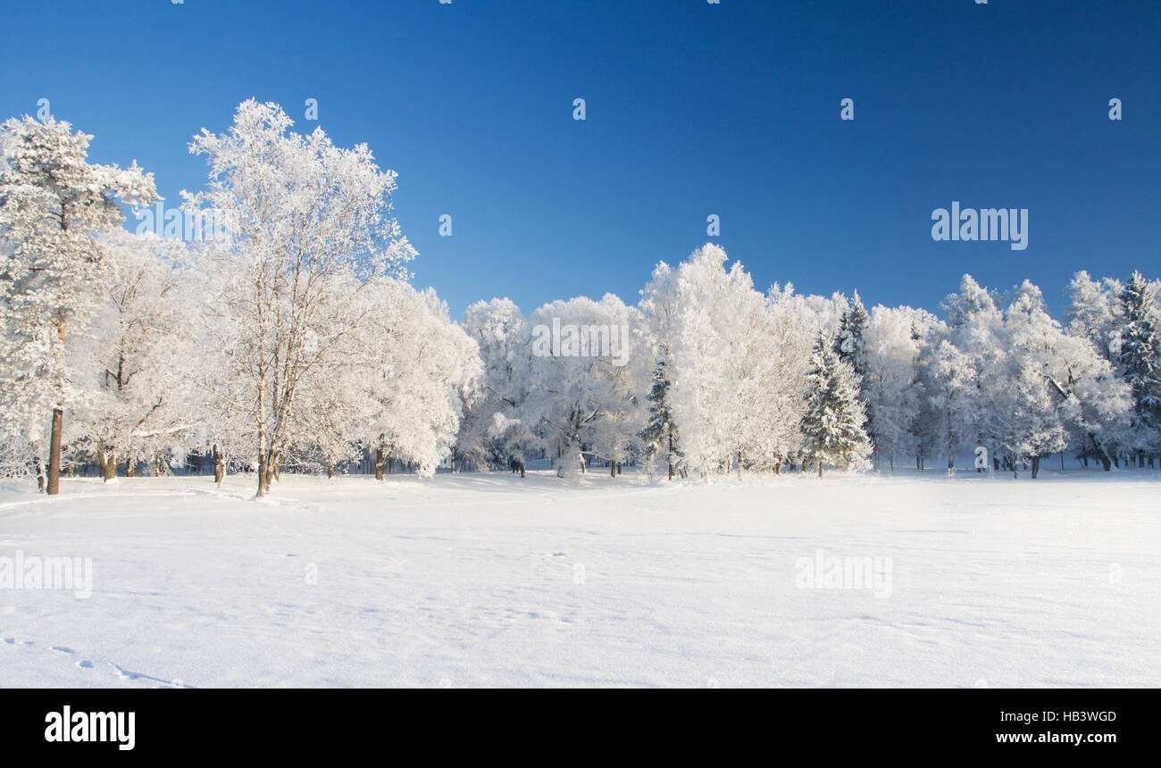 Parc d'hiver dans la neige Banque D'Images