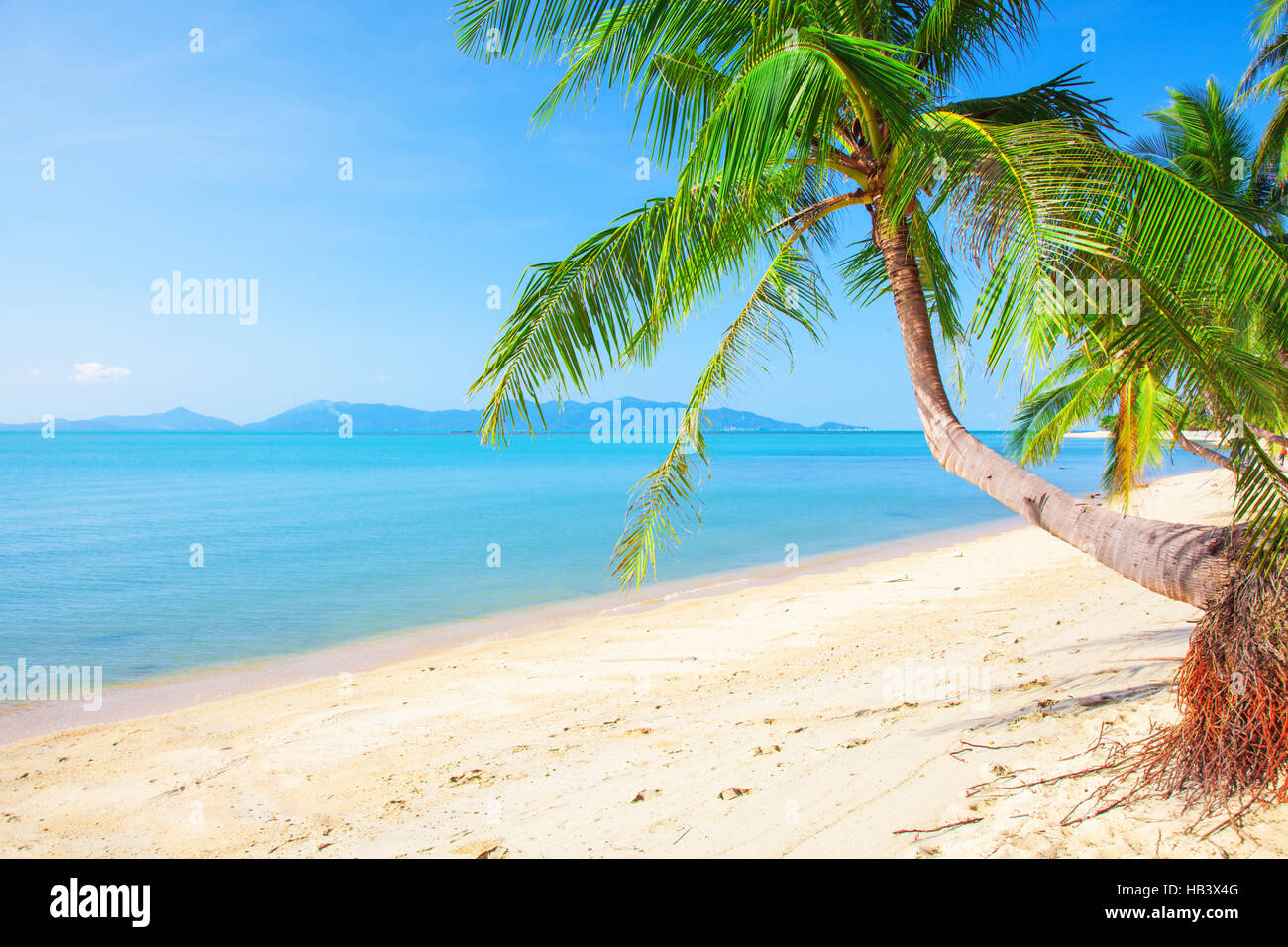 Plage tropicale avec cocotier Banque D'Images