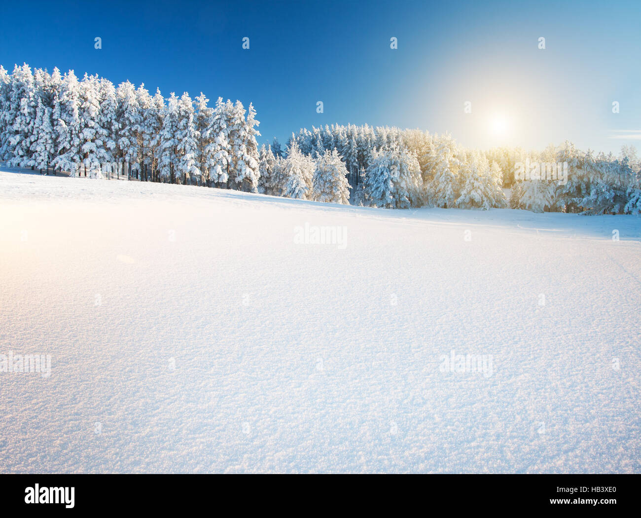 Parc d'hiver dans la neige Banque D'Images