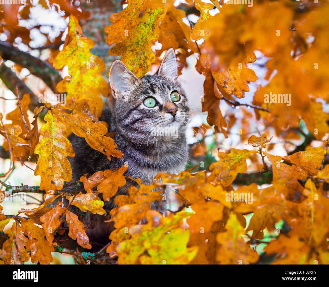 Belle kitty assis sur l'arbre d'automne Banque D'Images