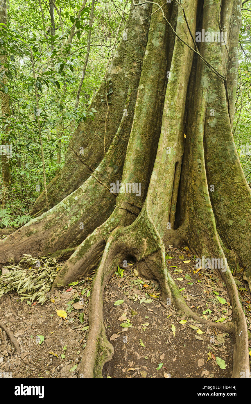 Figuier étrangleur Banque D'Images