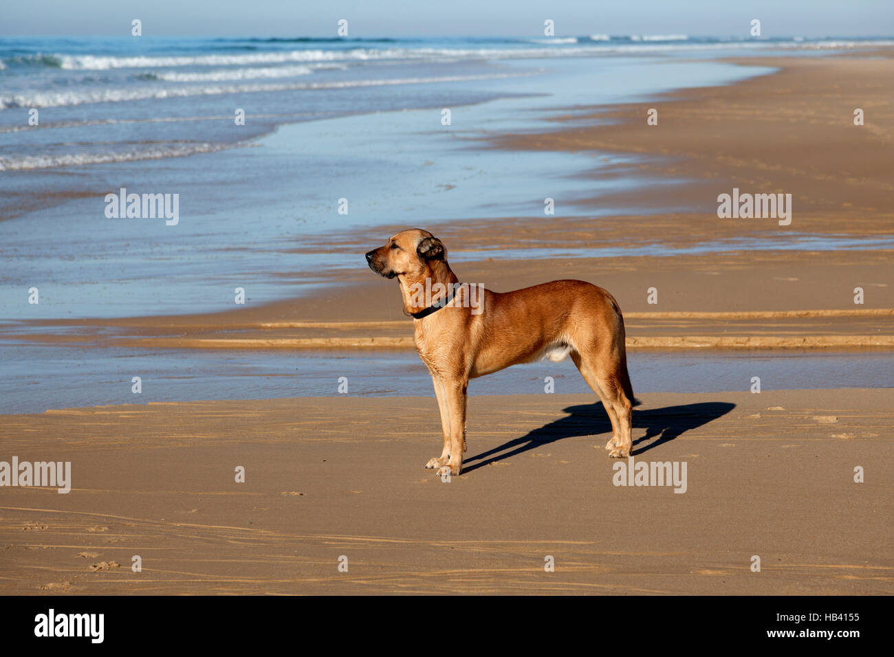 Un fidèle chien attend son maître sur la plage : la formation d'un surfer à la mer (Hossegor - France). Chien fidèle accompagnateur son maître sur la plage : Banque D'Images
