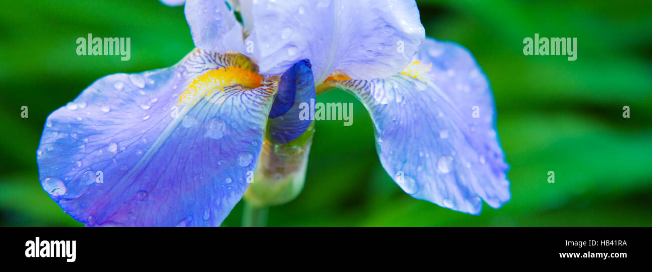 Violette fleur iris barbus close up Banque D'Images