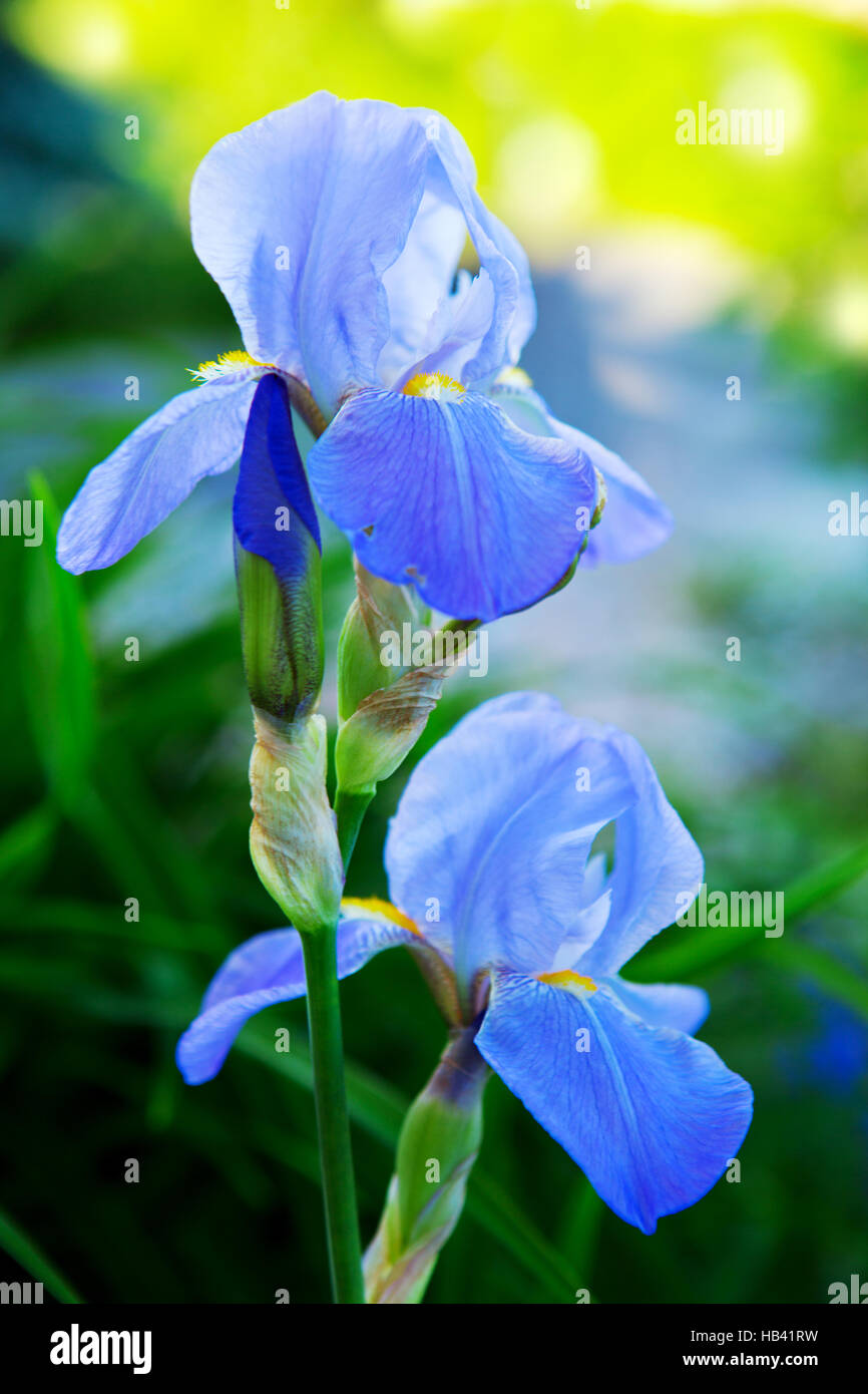Iris bleu des fleurs dans le jardin. Banque D'Images
