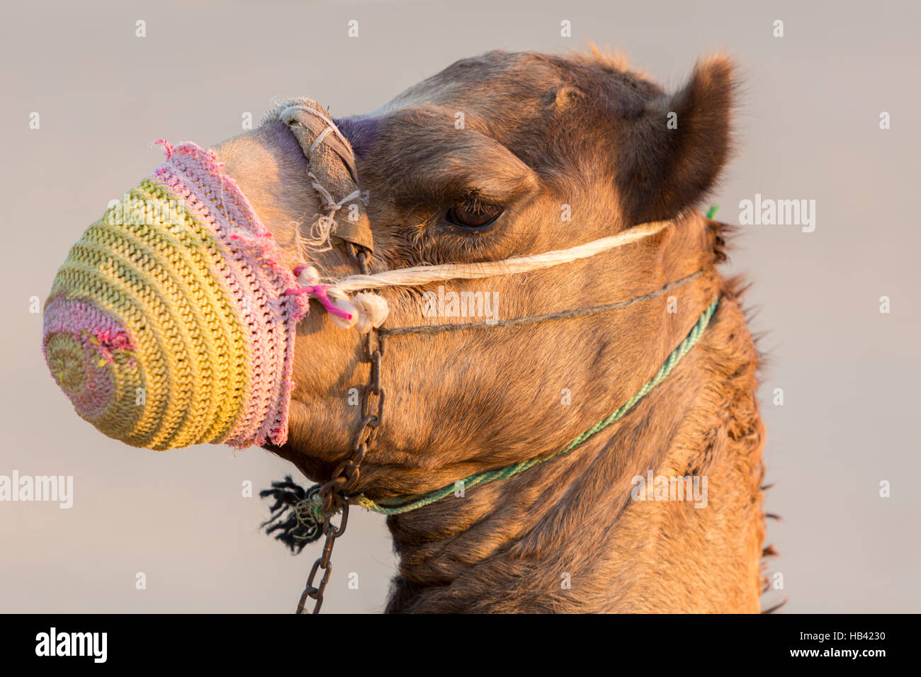 Chameau dans le désert près de Dubaï aux Émirats Arabes Unis Banque D'Images