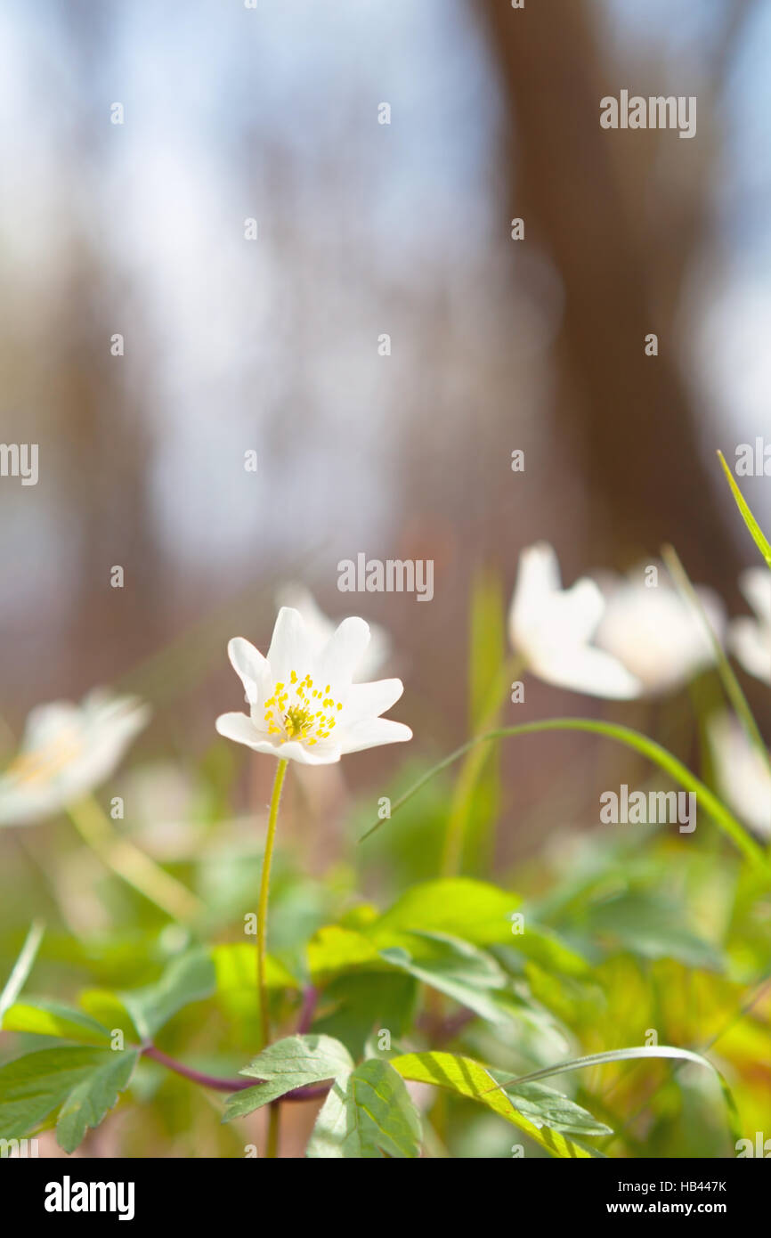 Anémone blanche dans la forêt au printemps Banque D'Images