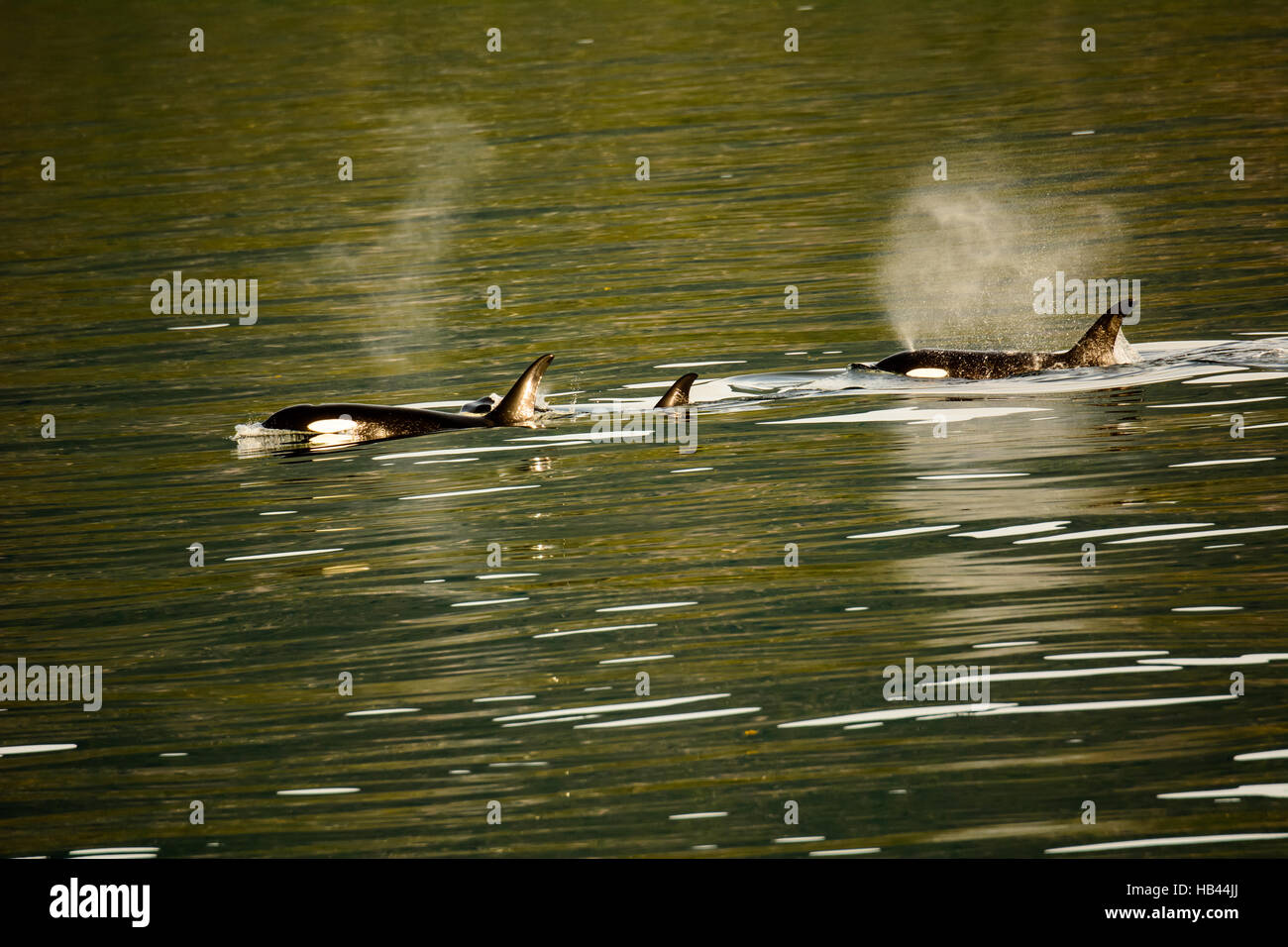 Orques sur la chasse Banque D'Images