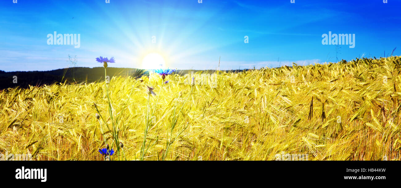 Champ de blé et journée ensoleillée. Banque D'Images