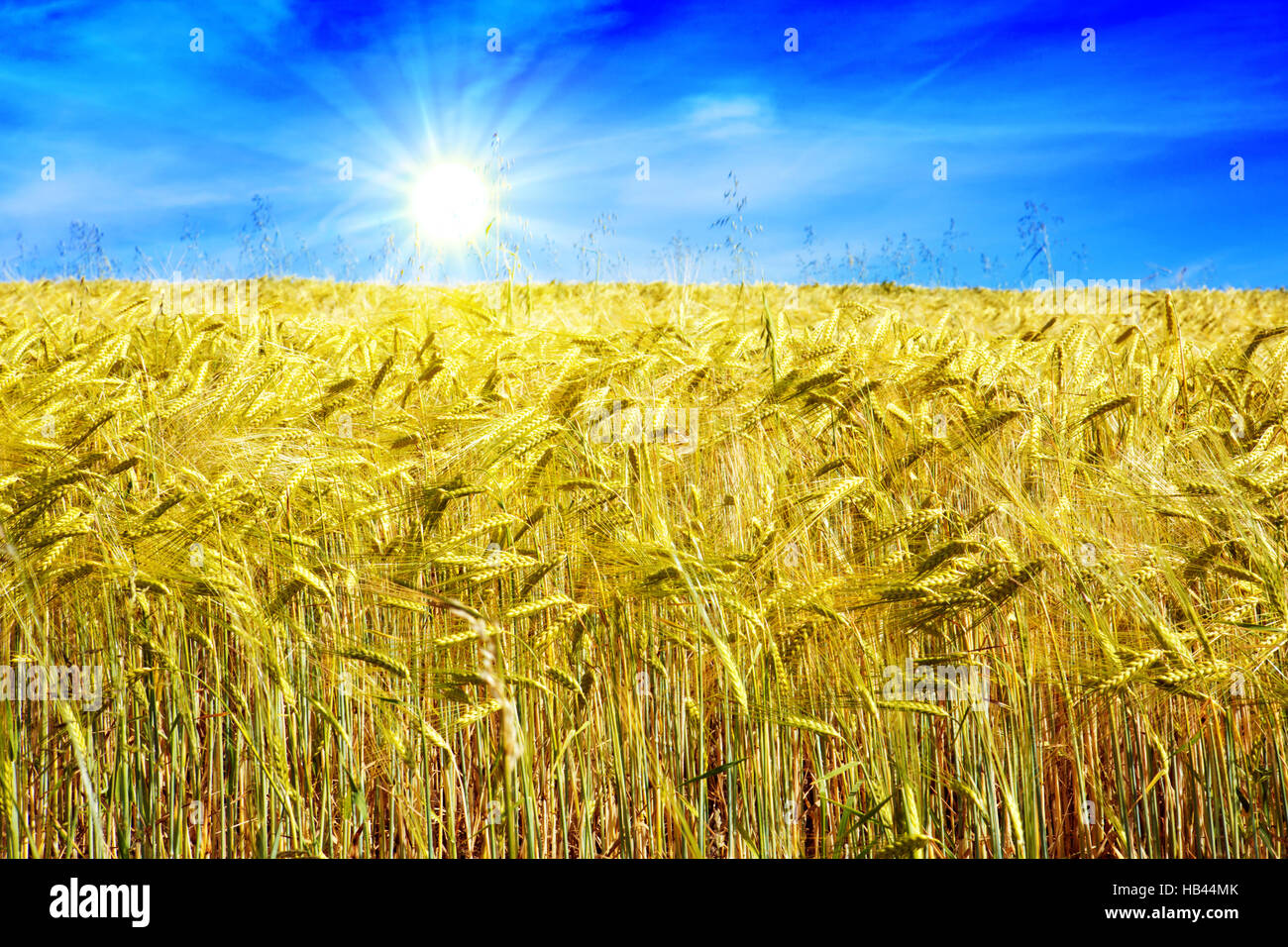 Champ de blé et journée ensoleillée. Banque D'Images