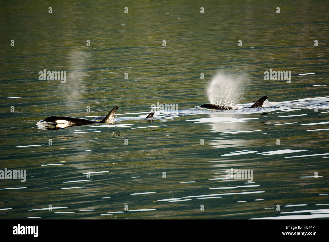 Les orques la chasse comme un pack Banque D'Images