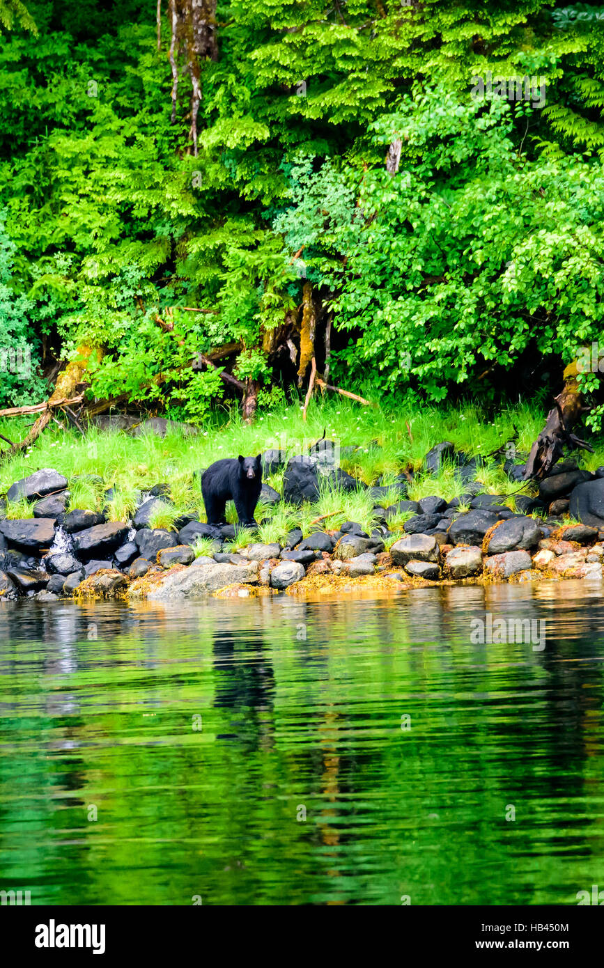 L'ours noir et sa quête de réflexion Banque D'Images