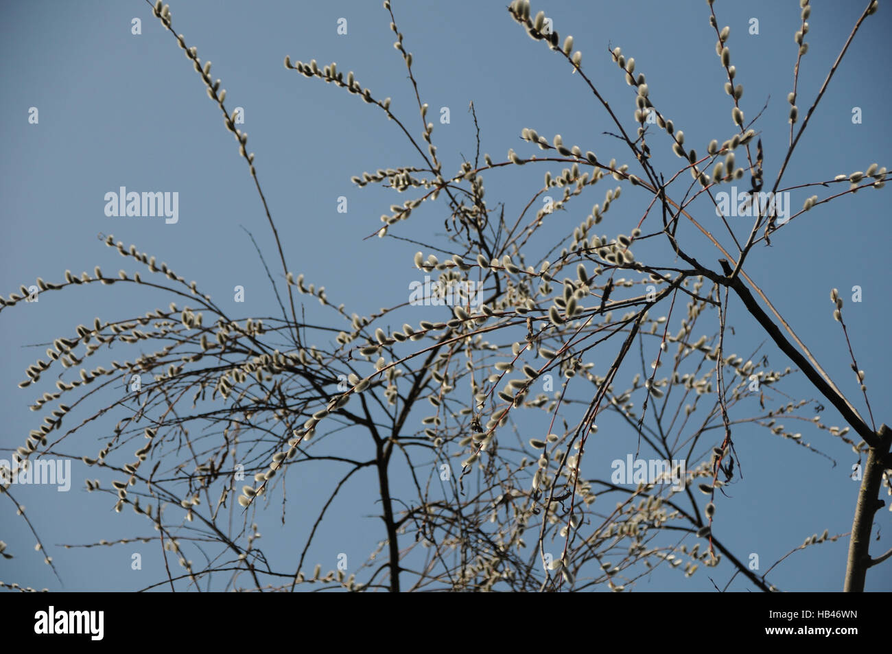 Salix acutifolia, Long-leaved willow Banque D'Images