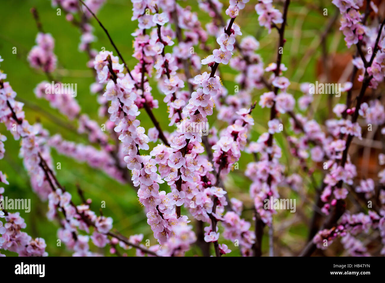 L'abricotier en fleurs printemps voir Banque D'Images