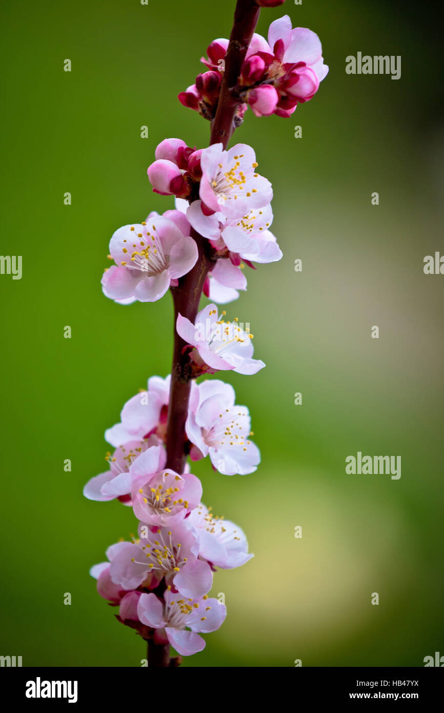 L'abricotier en fleurs printemps voir Banque D'Images