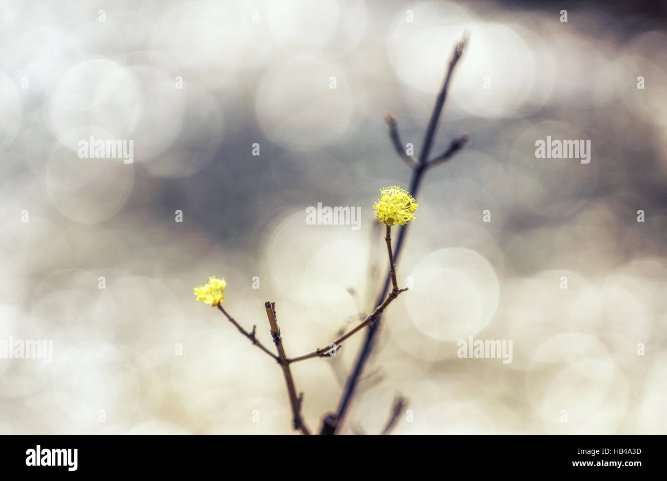 Cornus officinalis flower fleur de printemps Banque D'Images