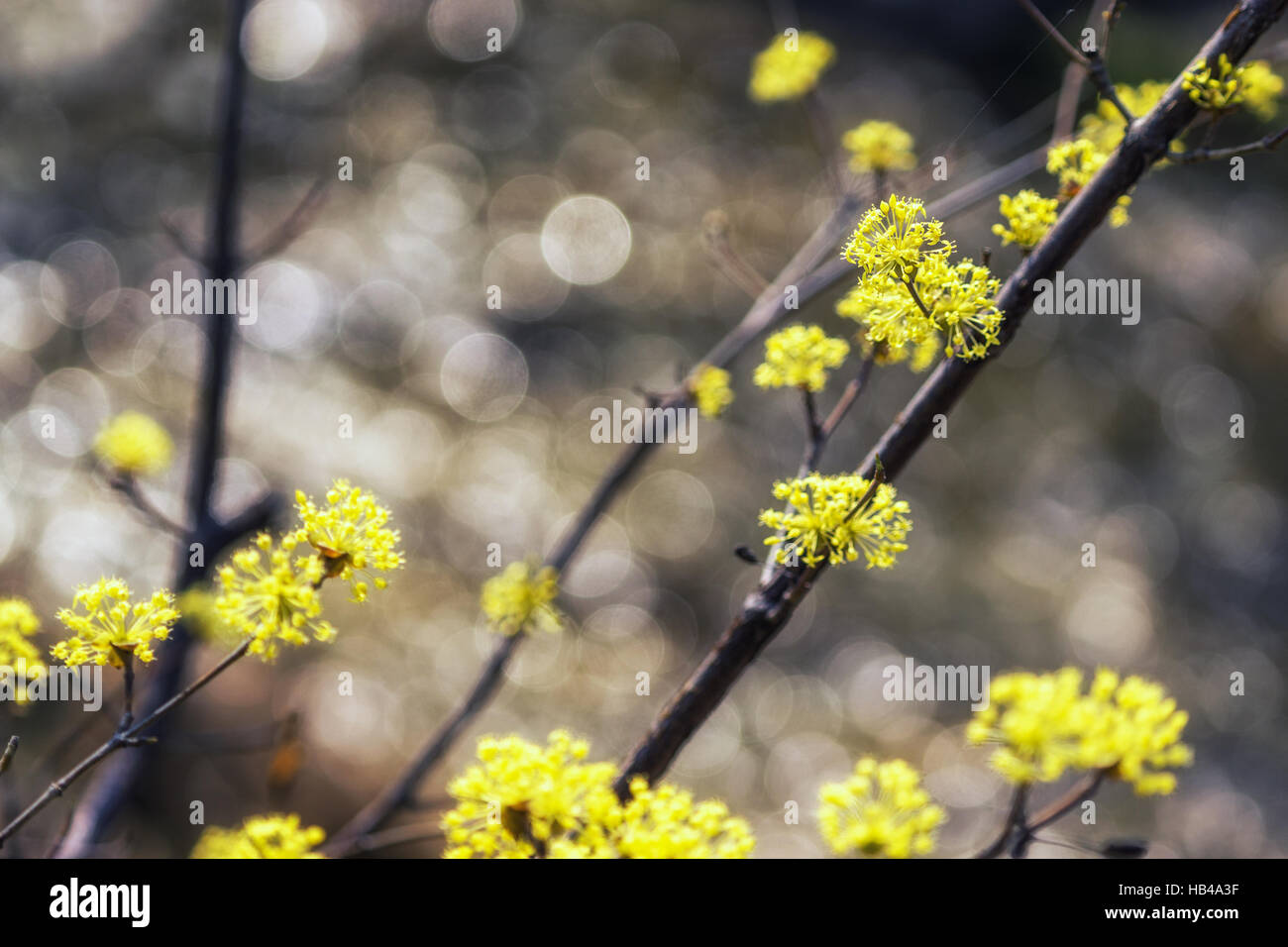 Cornus officinalis flower fleur de printemps Banque D'Images