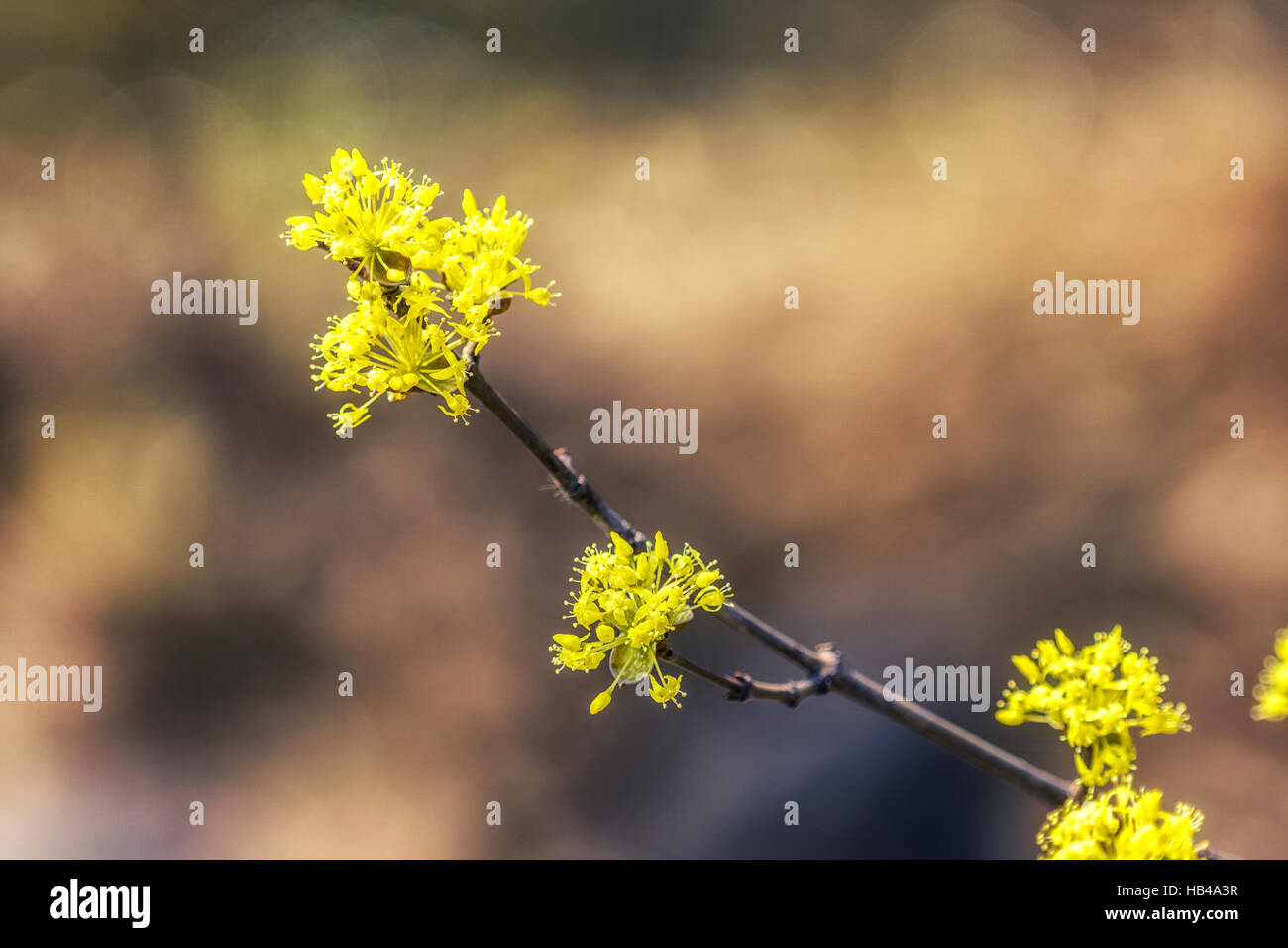 Cornus officinalis flower fleur de printemps Banque D'Images