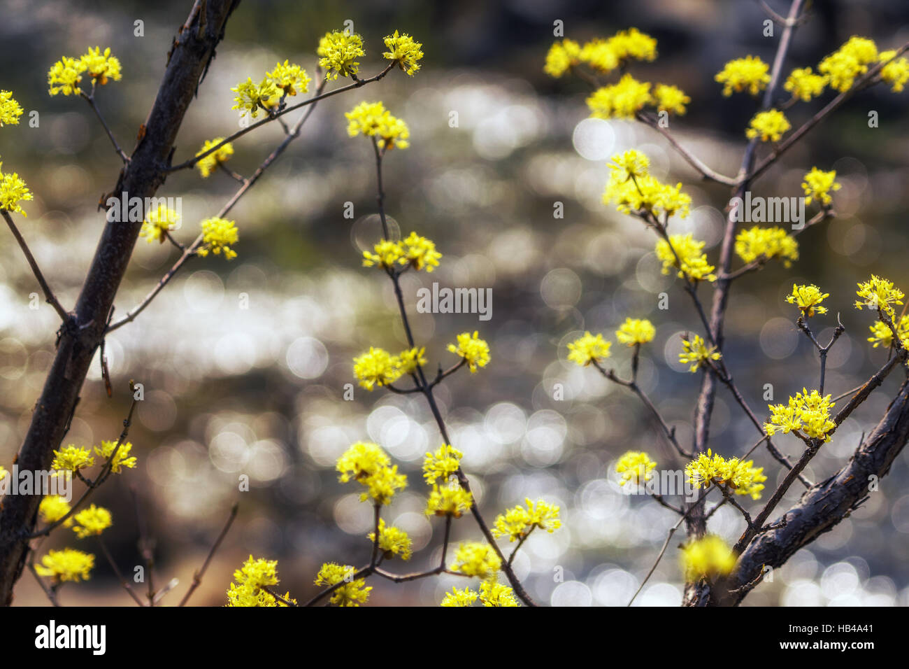 Cornus officinalis flower fleur de printemps Banque D'Images