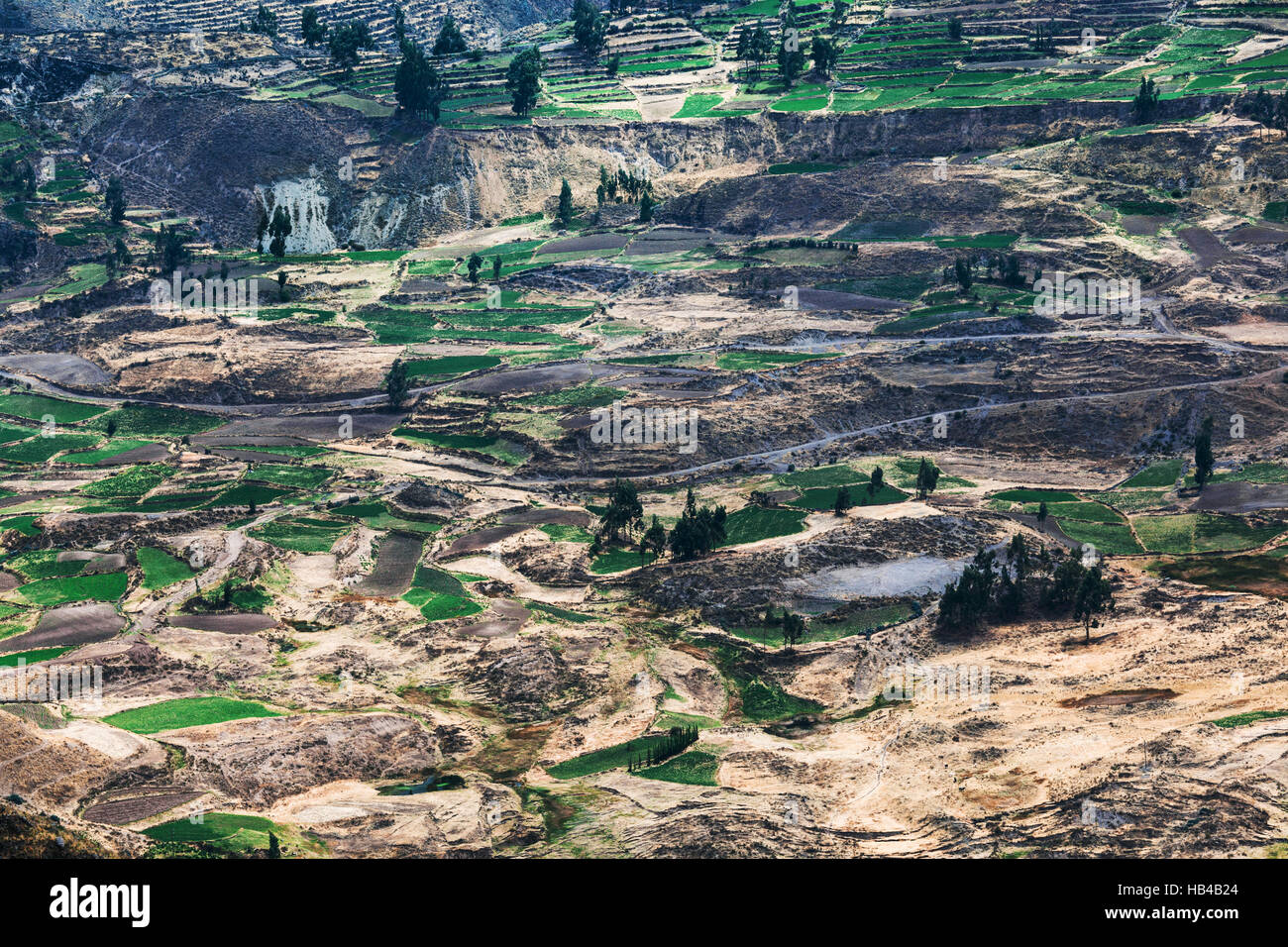 Les champs agricoles Banque D'Images