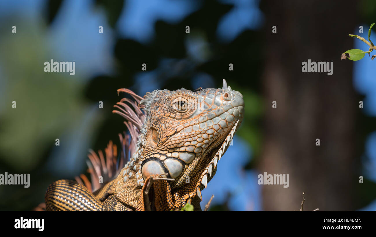 Iguane vert (Iguana iguana), Tavernier, Key Largo, Floride Banque D'Images