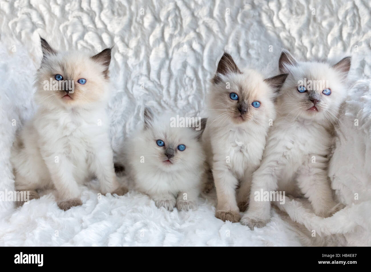 Quatre jeunes chats Ragdoll assis dans une rangée Banque D'Images