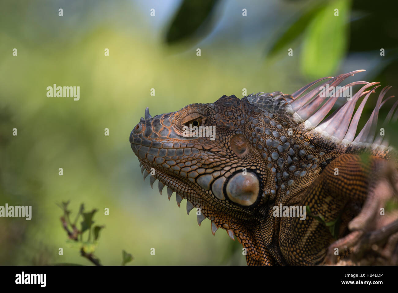 Iguane vert (Iguana iguana), Tavernier, Key Largo, Floride Banque D'Images