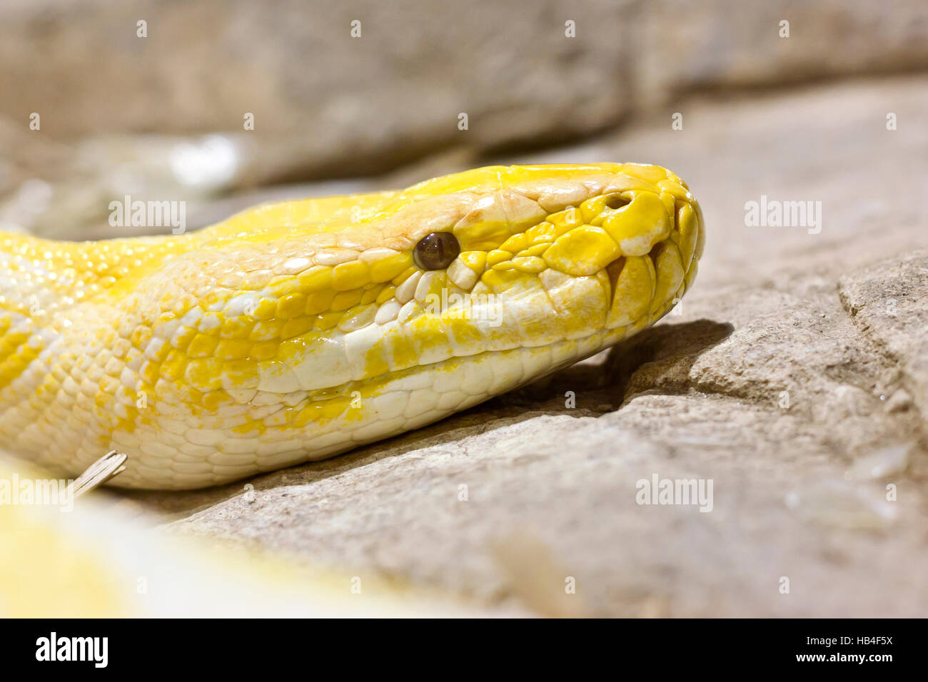 Python birman (Python albinos bivittatus). Banque D'Images