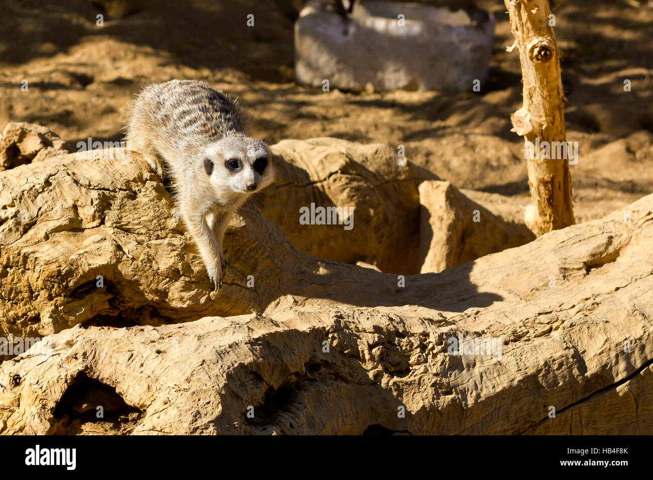 Meerkat (Suricata suricatta) réserve animale dans Tabernas (Almeria, Espagne). Banque D'Images