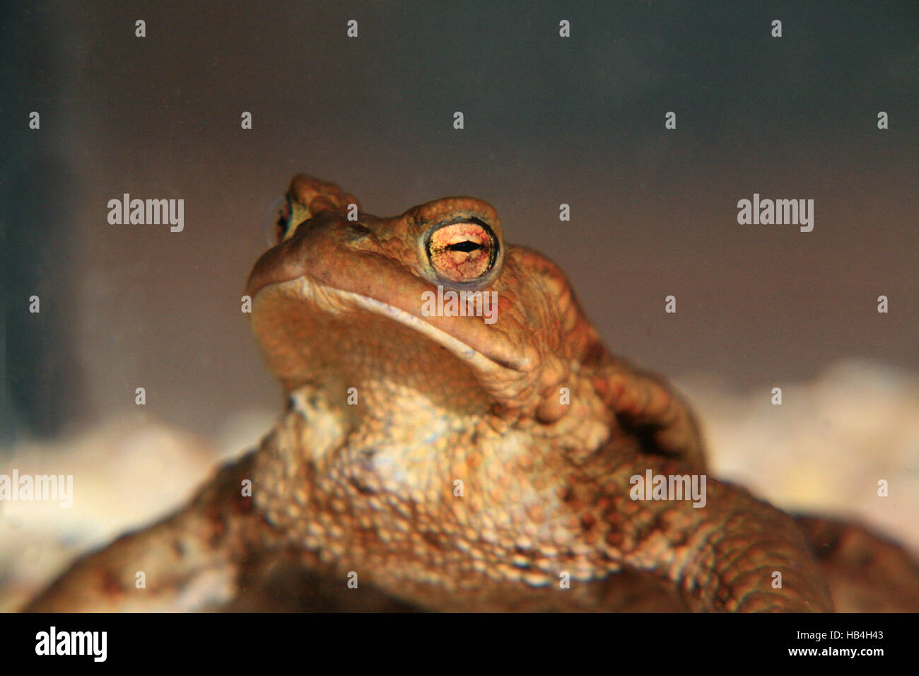 Sonneur Banque D'Images