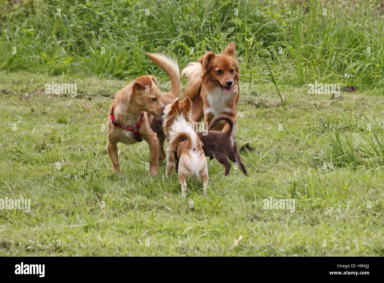 chiens rencontre