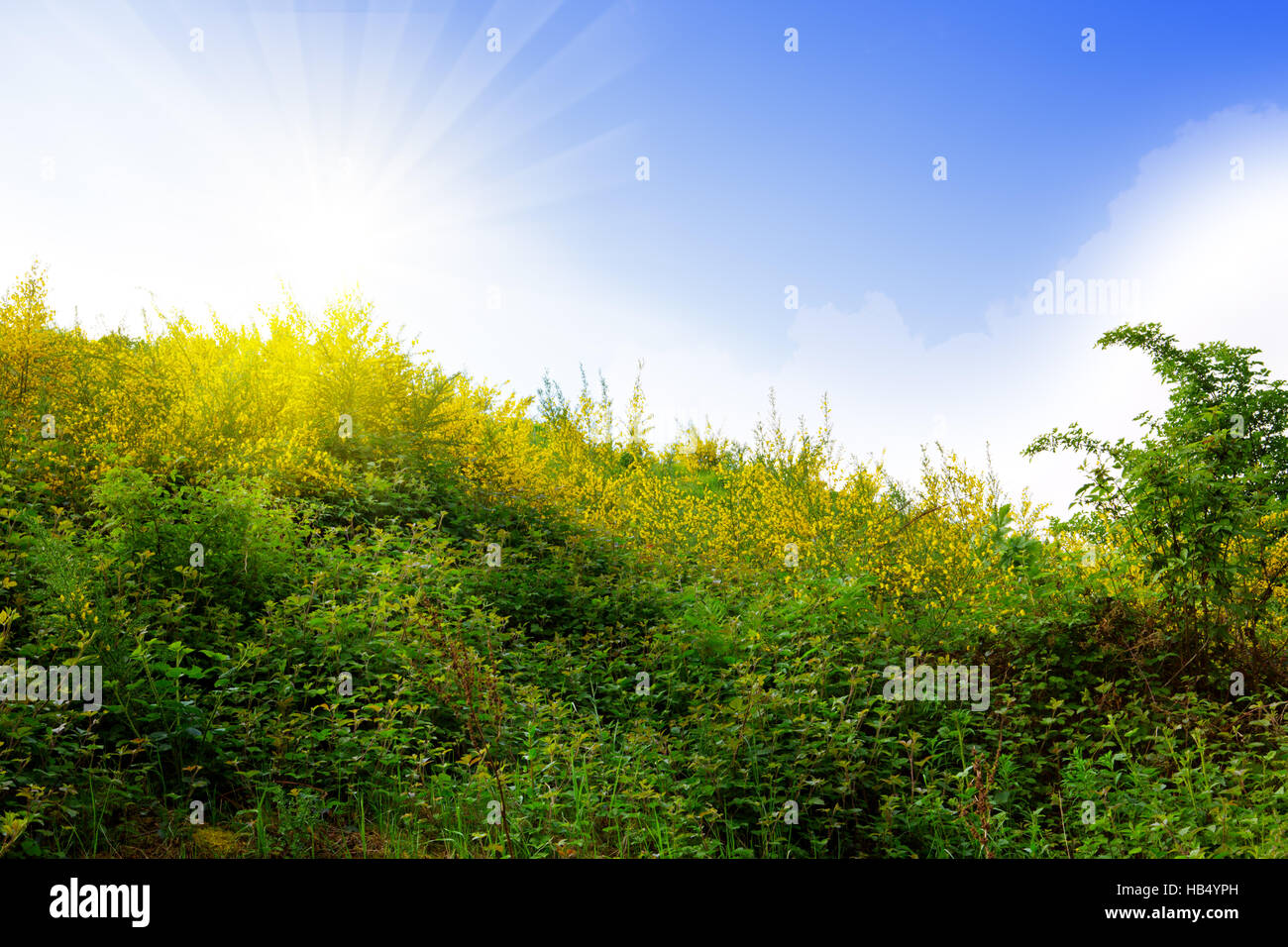 Paysage d'été avec un soleil et nuages. Banque D'Images