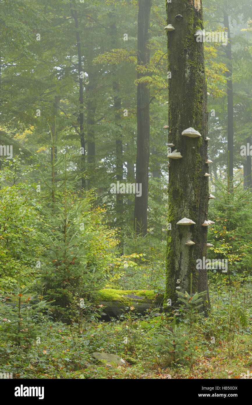 Forêt de hêtres (Fagus sylvatica) à l'automne Banque D'Images