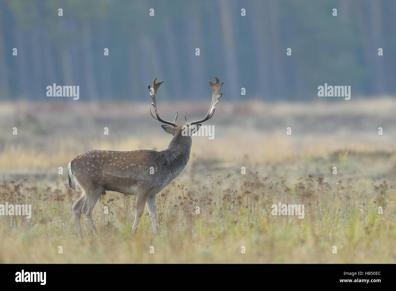 Fallow deer (Cervus dama) en automne, Allemagne Banque D'Images