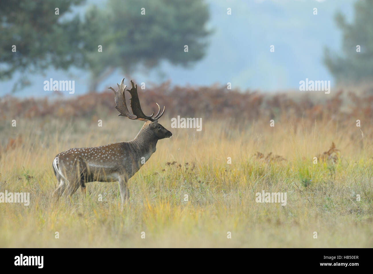 Fallow deer (Cervus dama) en automne, Allemagne Banque D'Images