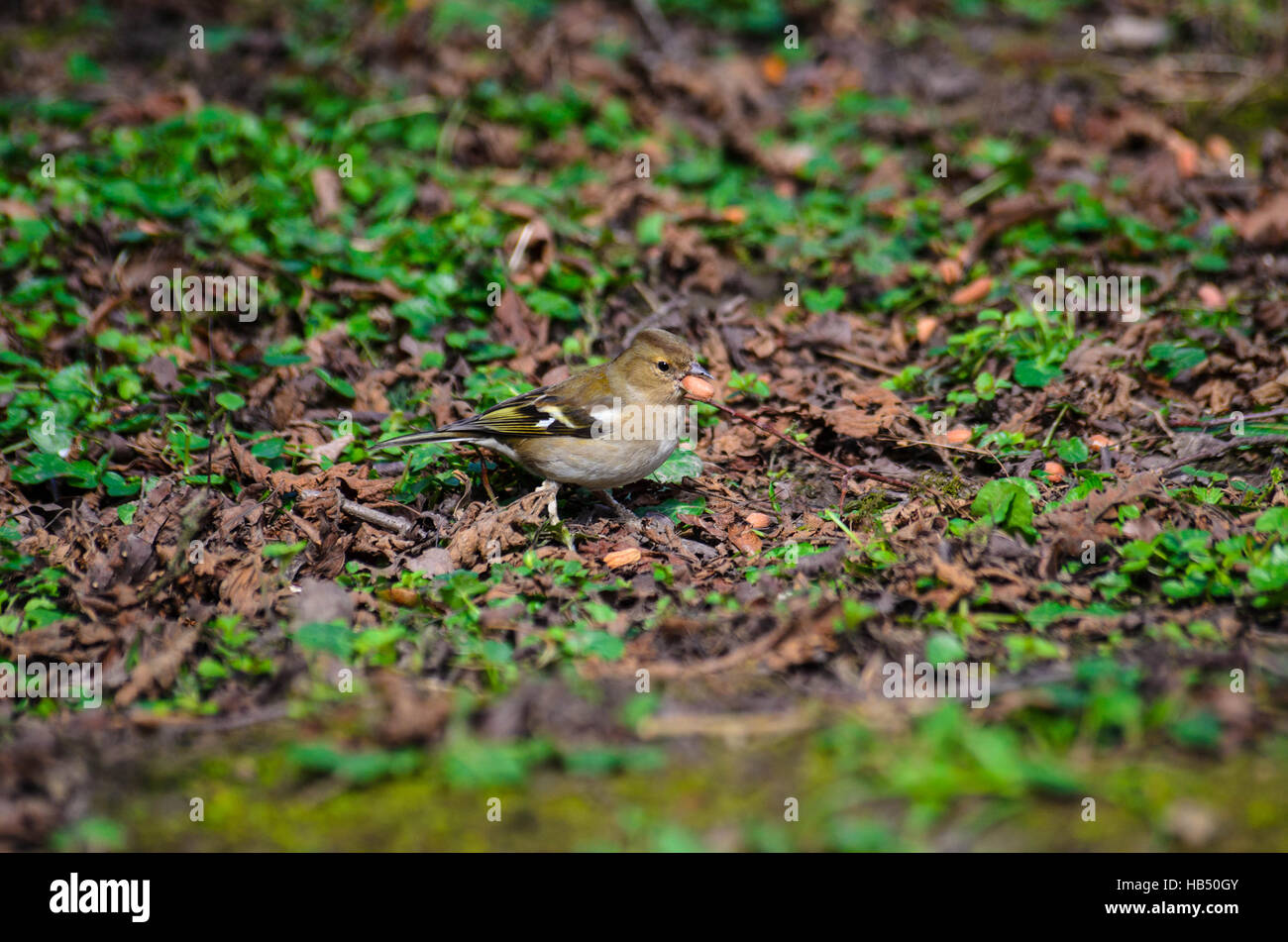 (Fringilla coelebs Chaffinch femelle) avec une cacahuète dans son bec Banque D'Images