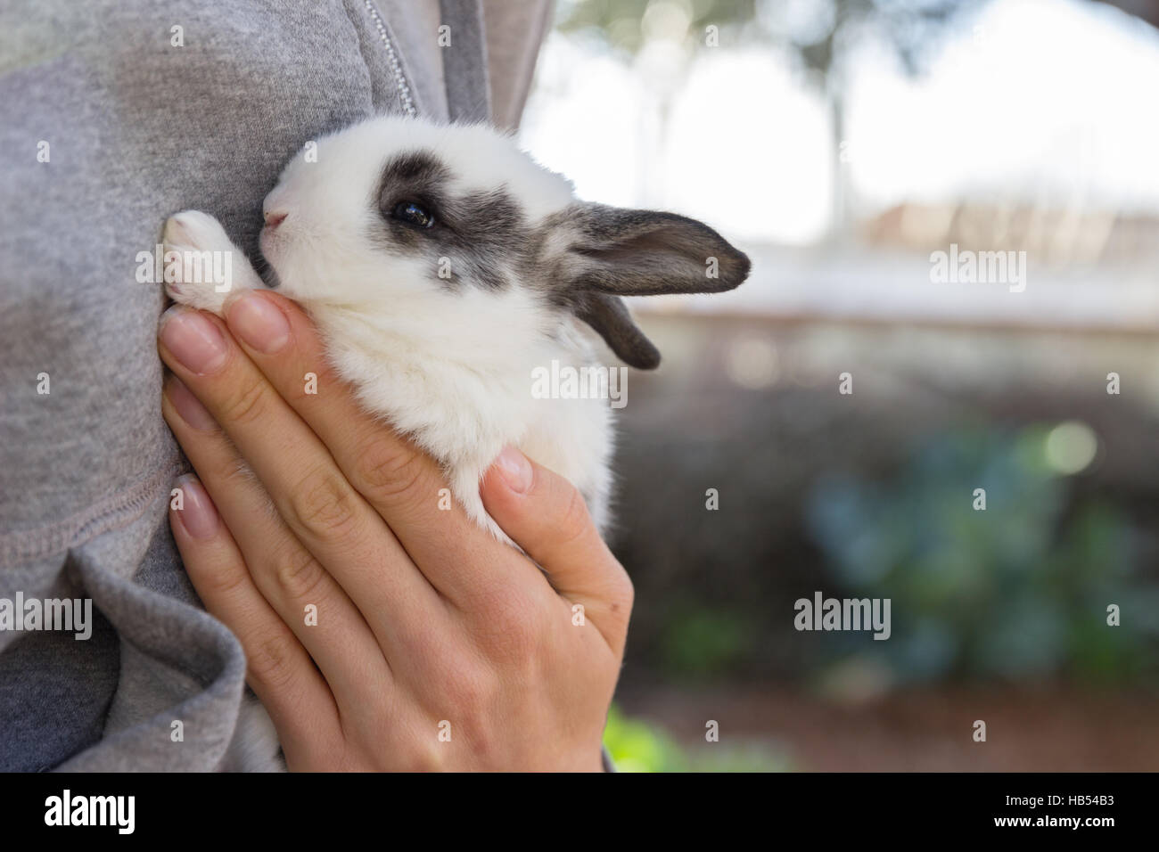 Femme tenant dans ses mains bébé lapin Banque D'Images