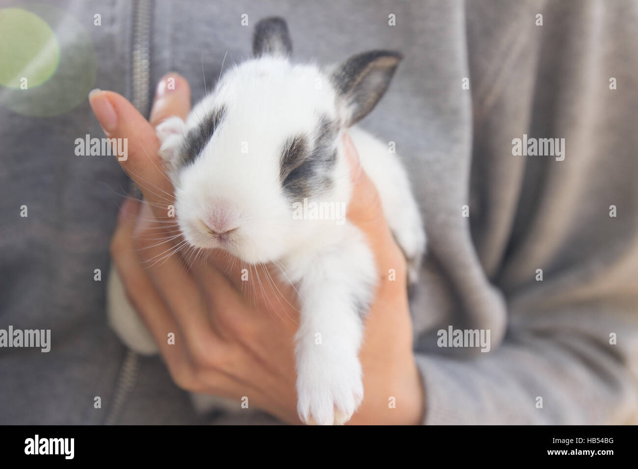 Man holding little rabbits mains les animaux de ferme Banque D'Images
