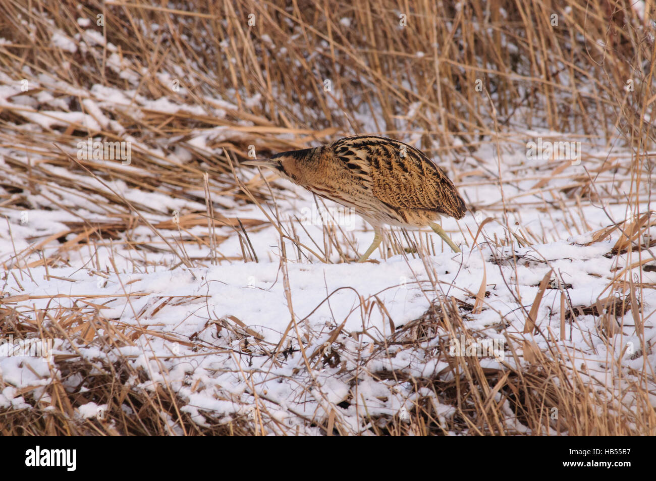 Butor étoilé dans la neige en terre reed Banque D'Images