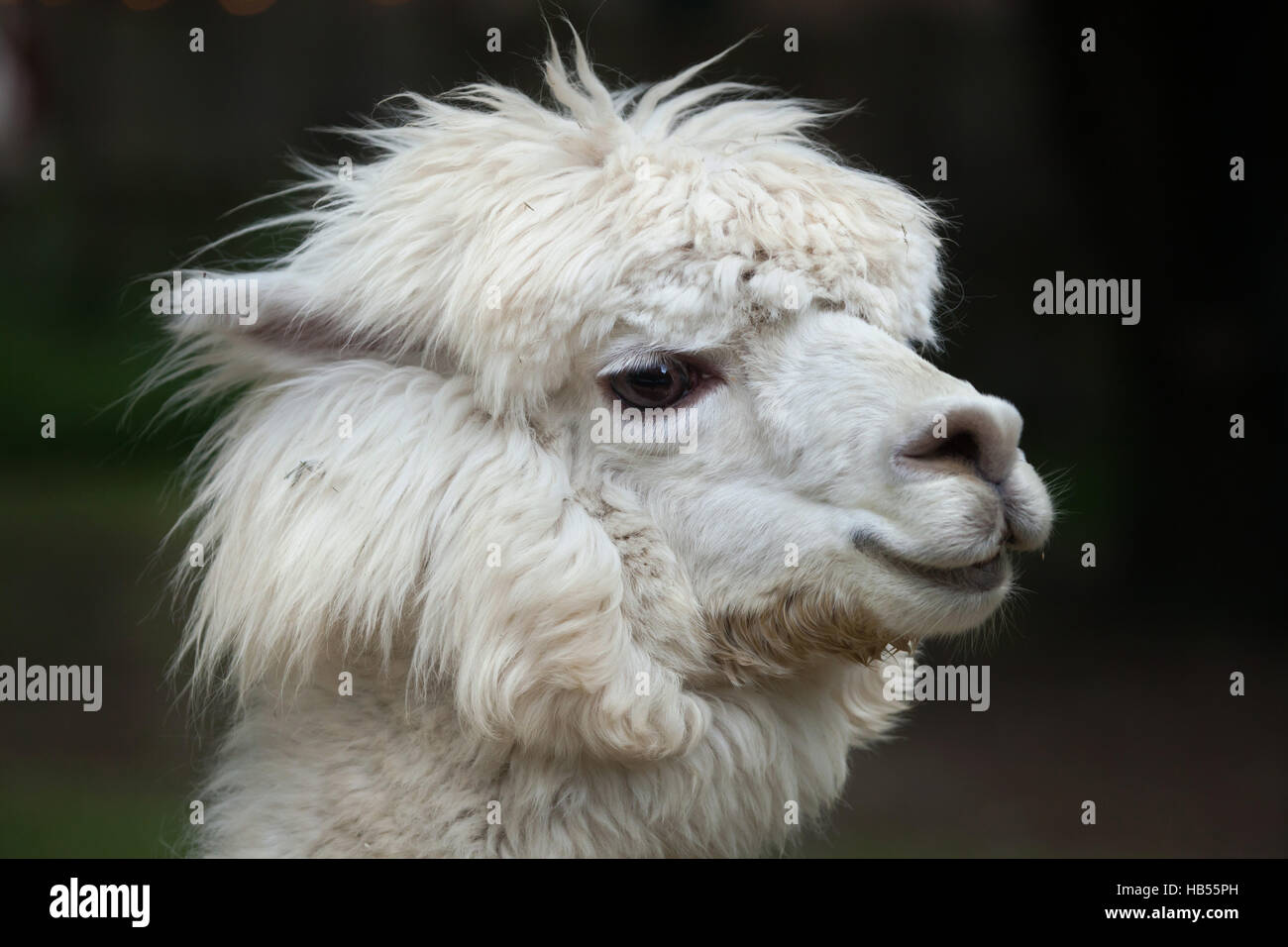Le lama (Lama glama). Animal domestique. Banque D'Images