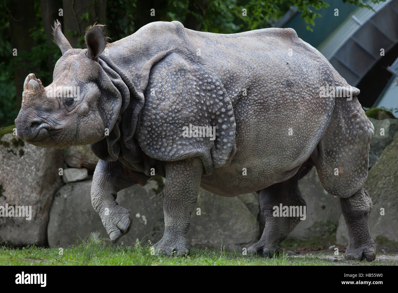 Le rhinocéros indien (Rhinoceros unicornis) au zoo Hellabrunn de Munich, Bavière, Allemagne. Banque D'Images