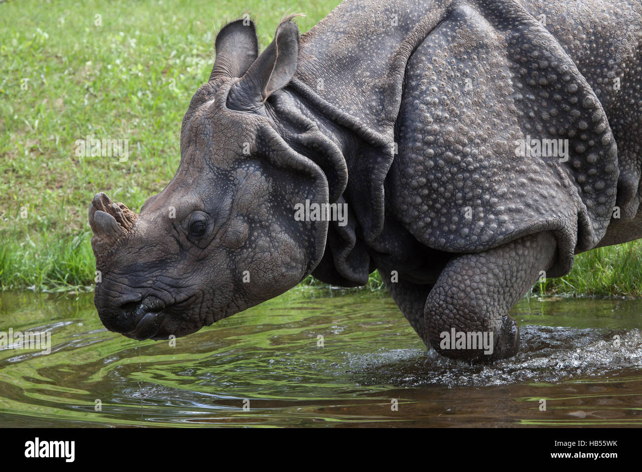 Le rhinocéros indien (Rhinoceros unicornis) au zoo Hellabrunn de Munich, Bavière, Allemagne. Banque D'Images