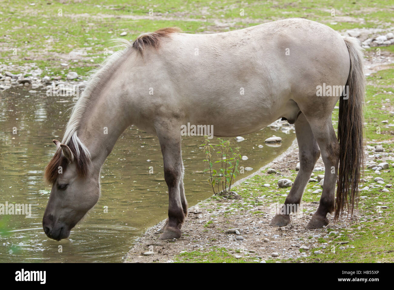 Estacade à cheval (Equus ferus caballus), réclamé pour ressembler à la disparue tarpan (Equus ferus ferus) au zoo Hellabrunn de Munich, Bavière, Allemagne. Banque D'Images